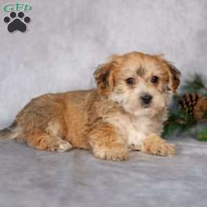 Floyd, Yorkie-Chon Puppy